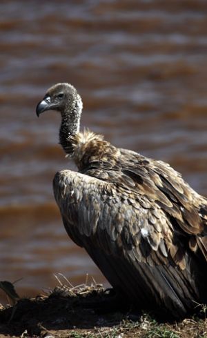 White-Backed Vulture in Kenya 